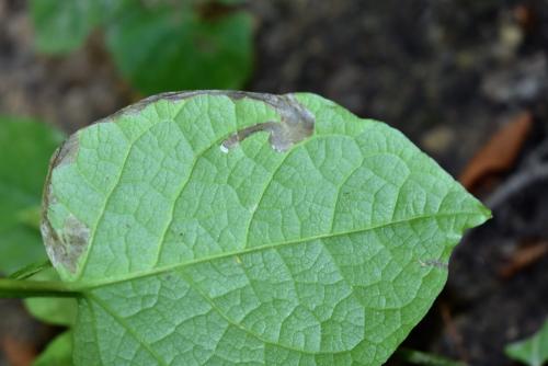 Réf. 349 418 : Pegomya setaria